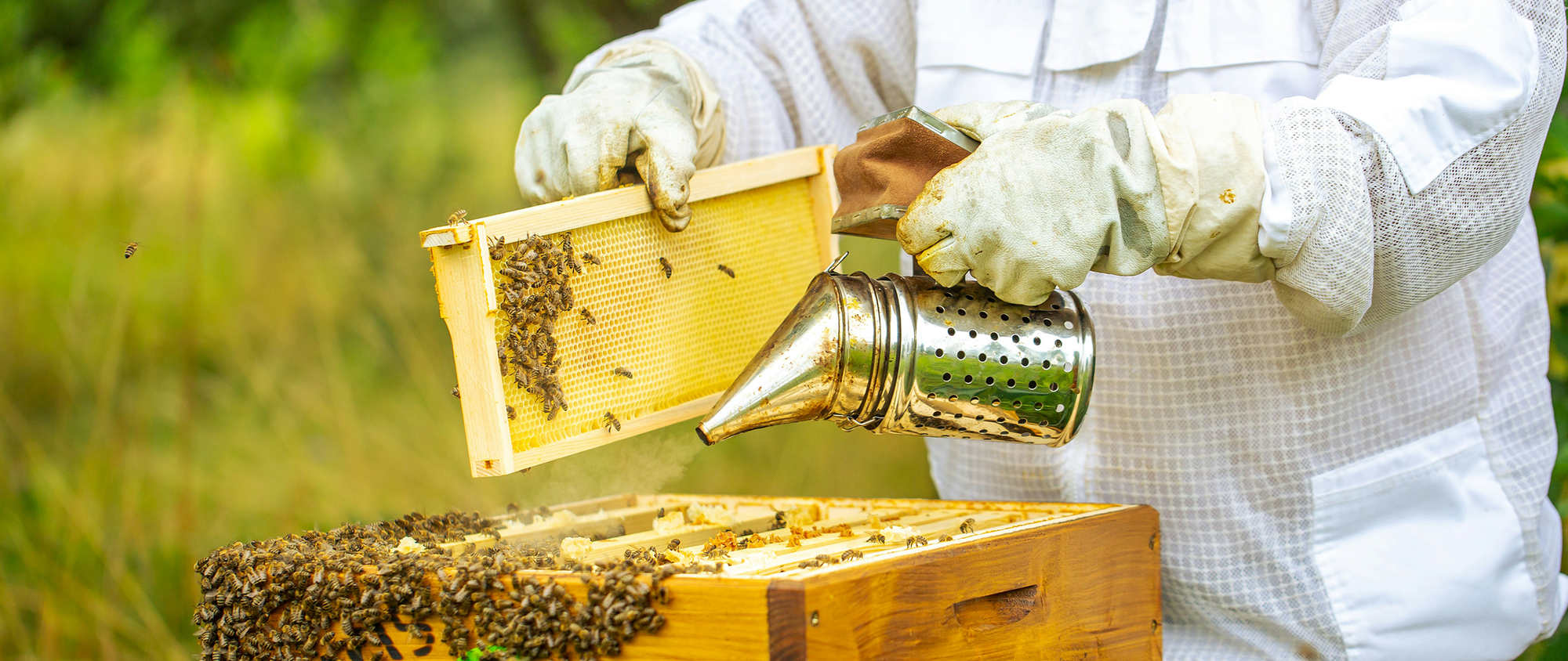 Türkiye’deki Popüler Bal Çeşitleri ve Yöreleri