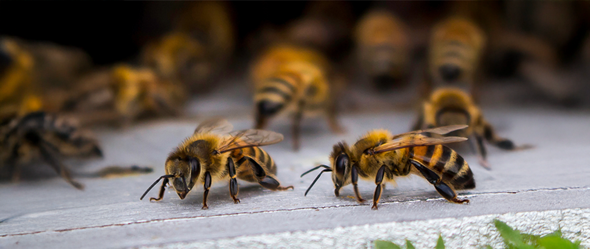 Propolisin Arılar ve İnsanlar için Önemi