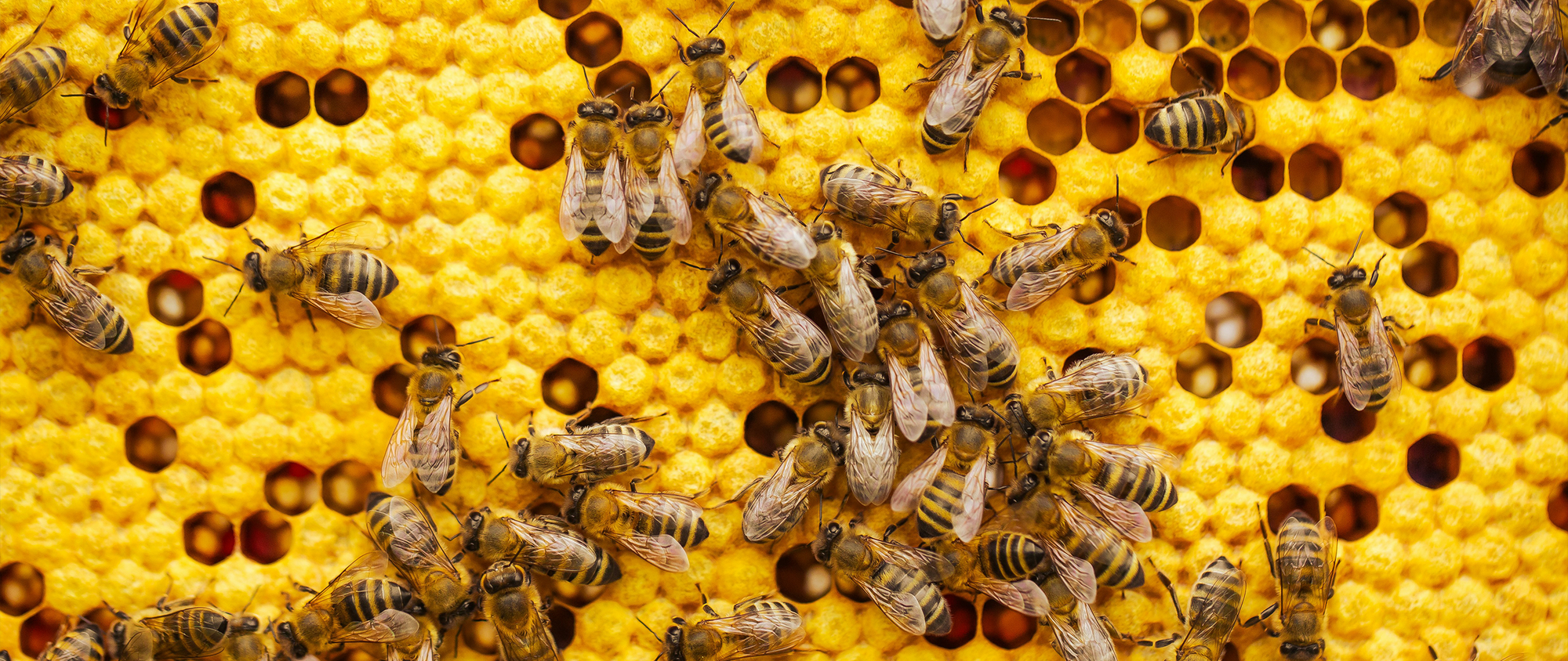 Tarihte Propolis Kullanımı